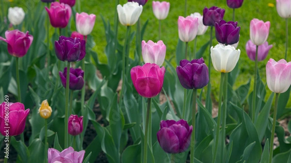 Fototapeta Pink and White Tulips in Bloom in Green Spring Garden