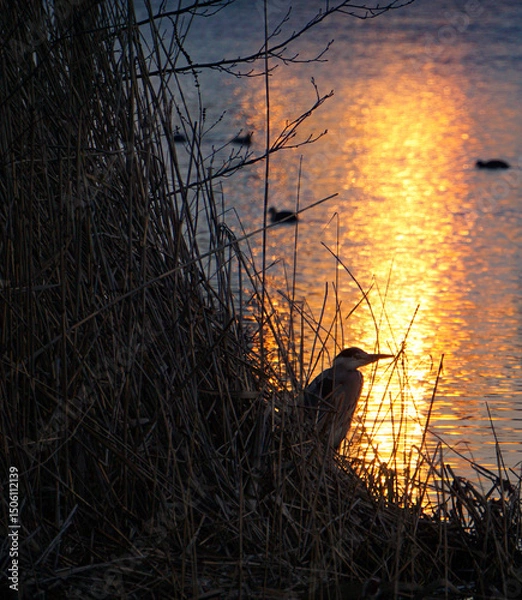 Obraz A heron standing at a lake in Solna