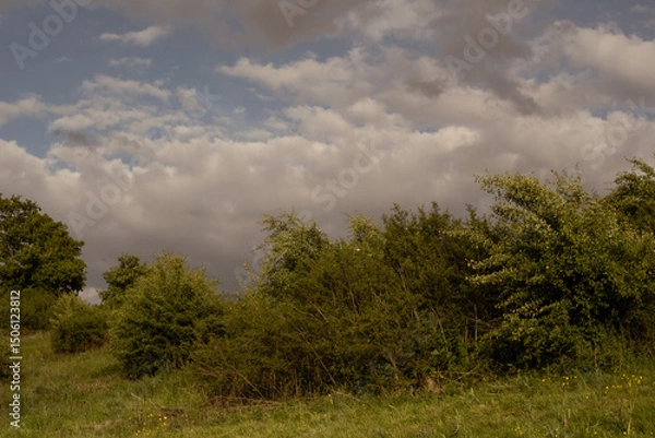 Fototapeta storm clouds over the forest