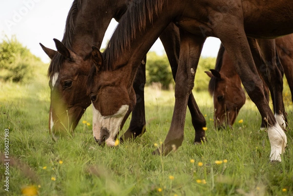 Obraz horse and foal