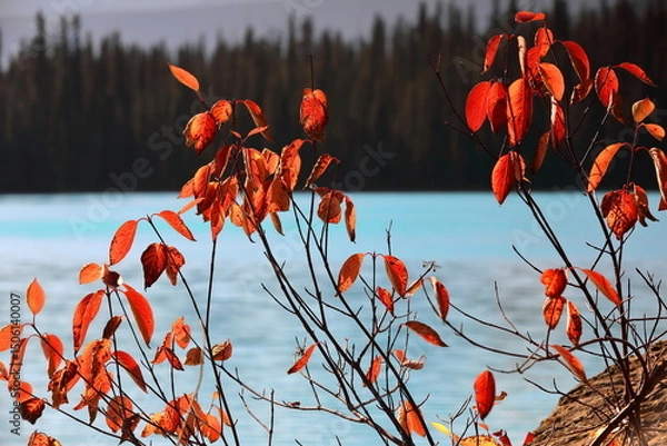 Obraz Red leaves of Populus balsamifera -balsam poplar- under the midday sun, growing next to the Emerald Lake hiking loop trail. Yoho NP-BC-Canada-301