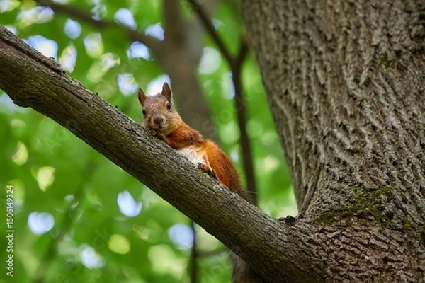 Obraz Squirrel looking at the camera from the brunc