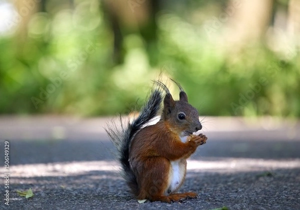Fototapeta Squirrel eating nuts