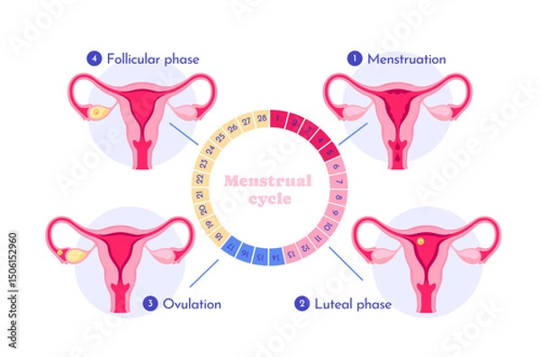 Fototapeta Diagram showing four stages of the menstrual cycle with uterus illustrations, flat graphic style, white background, concept of reproductive health. Vector illustration