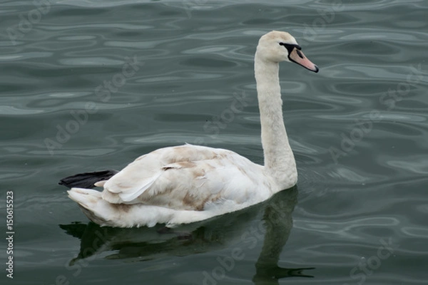 Obraz Young Swan (Side View)