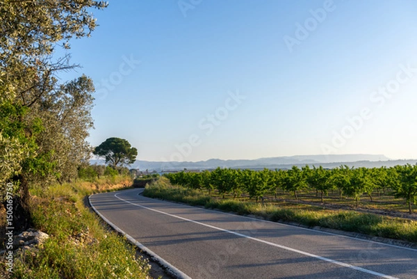 Fototapeta Scenic road curves through orchards under a clear sky.