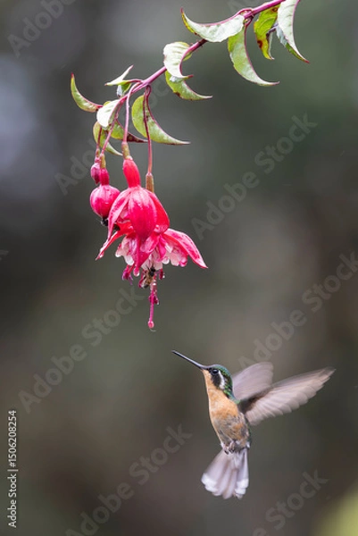 Obraz Female Purple-throated MountainGem Hummingbird feeding on nectar from flower