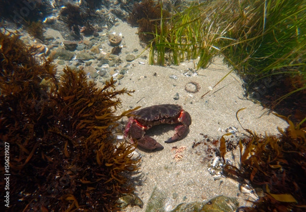 Obraz Red crab on in the pacific ocean on the north coast of california 