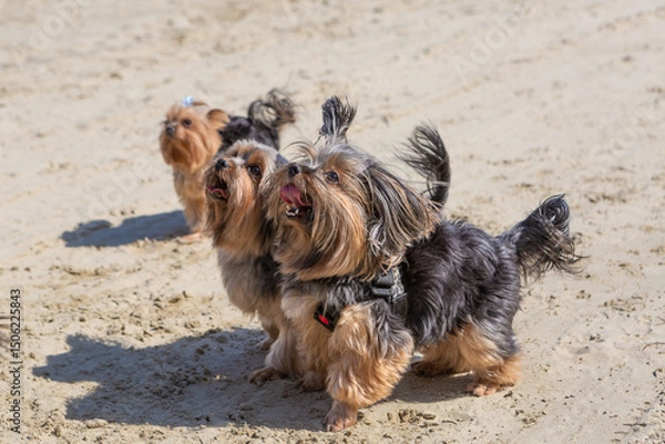 Obraz Three attentive Yorkshire terriers