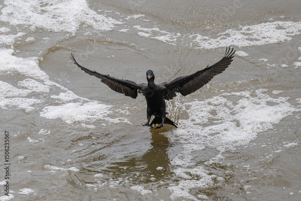 Fototapeta Double-crested cormorant landing in waves.