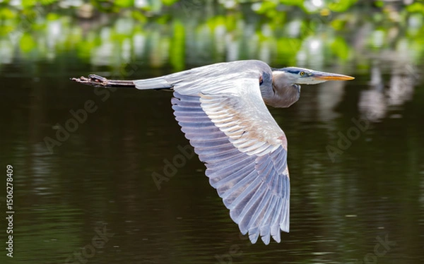 Obraz great blue heron