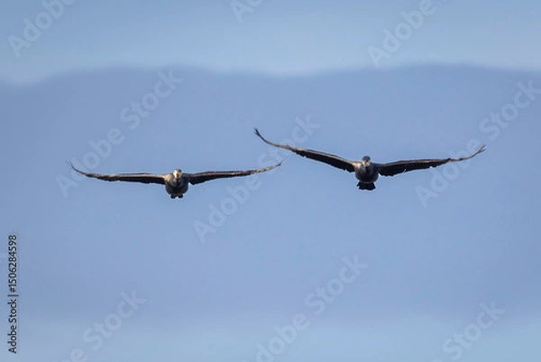 Obraz Great Cormorant (Phalacrocorax carbo) flying, Jerrabomberra Wetlands, ACT, February 2025