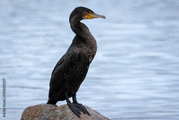 Obraz Great Cormorant (Phalacrocorax carbo) on a rock, Narooma, NSW, August 2024