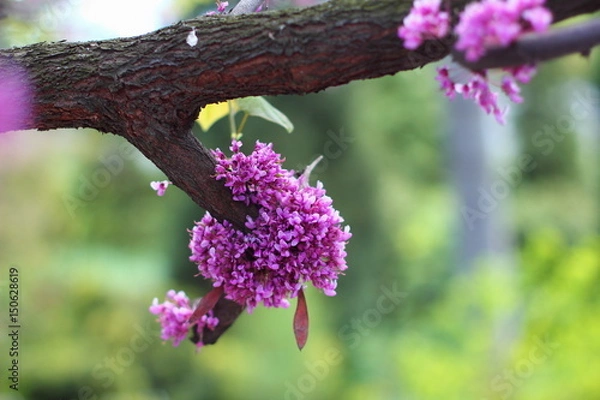 Obraz Flowering Canadian Cercis