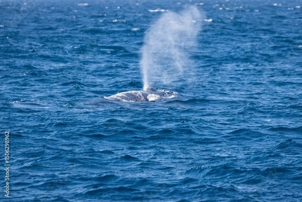 Fototapeta Whale Surfacing with Blow in the Open Ocean, Okinawa, Japan