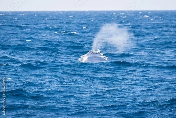 Fototapeta Whale Surfacing with Blow in the Open Ocean, Okinawa, Japan