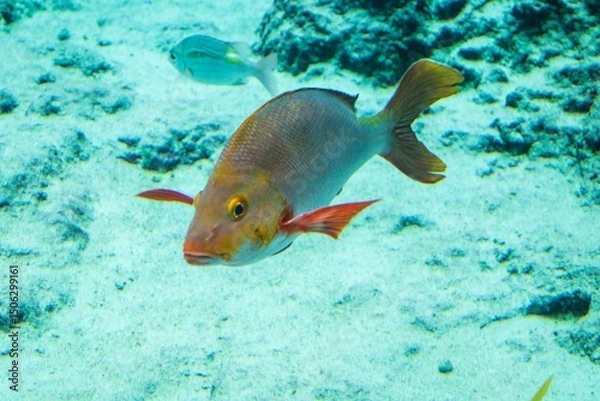 Fototapeta Humpback Snapper on Sandy Bottom