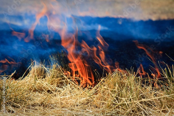 Obraz Field Fire