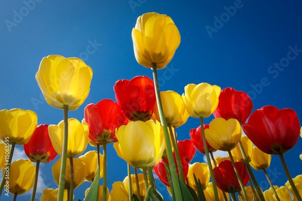 Obraz Multicolored Tulips
