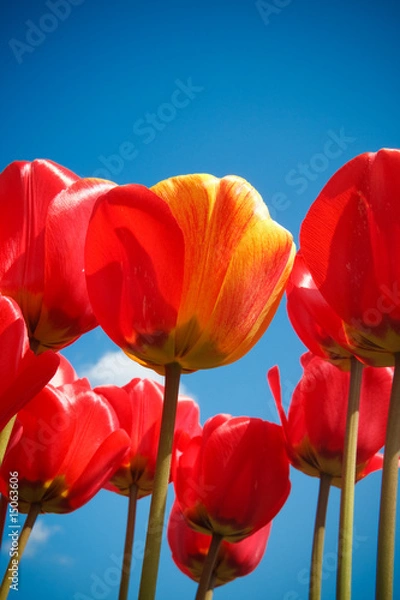 Obraz Hybrid Tulips