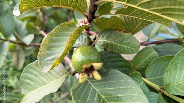 Fototapeta A single green guava fruit hangs among textured leaves on a vibrant tree branch