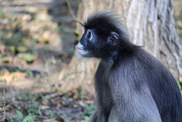 Obraz Dusky leaf monkey, spectacled langur close up, wild animals