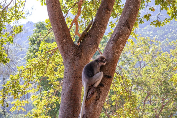 Obraz Dusky leaf monkey, spectacled langur and grey squirrel on a tree. Coexistence of animals of different species in nature