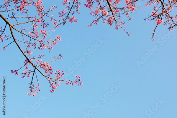 Fototapeta Beautiful blooming pink wild Himalayan Cherry flowers branch with blue sky in natural sunlight of sunny day on summer vibes. Copy space