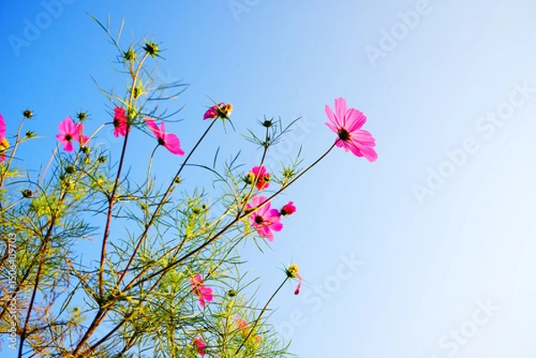 Fototapeta Blooming pink cosmos flowers and pollen in a meadow of wildflower with blue sky in sunny bright day on summer vibes. Copy space
