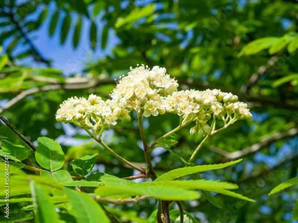 Obraz Close-up of a mountain ash flower. Spring in nature. Blossoming of a mountain ash ordinary, Sorbus aucuparia
