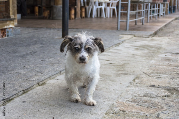 Fototapeta Cachorro andando na rua 