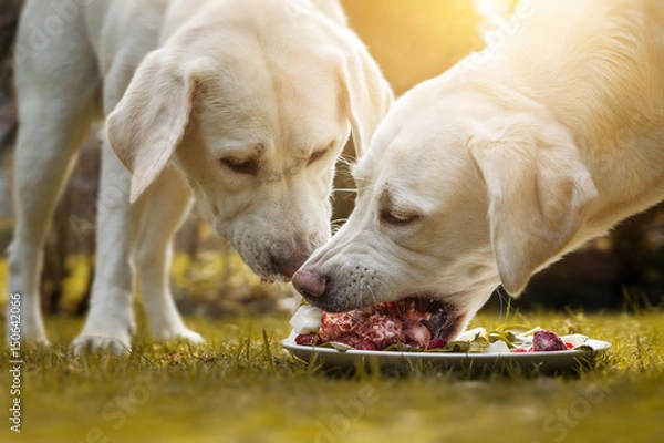 Fototapeta Dwa młode szczenięta labrador jedzą stos mięsa