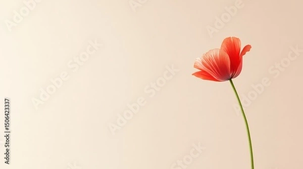 Obraz Solitary poppy: A vibrant poppy blooms, its delicate petals unfurling gracefully against a soft, creamy backdrop. the essence of spring's vibrant beauty.