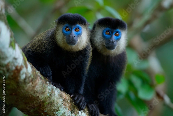 Fototapeta two monkeys sitting on a tree branch with blue eyes