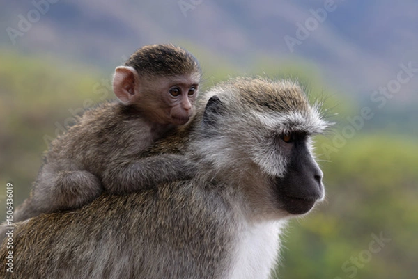 Fototapeta a monkey is sitting on the back of a monkey