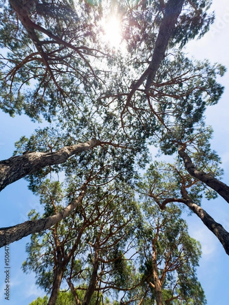 Obraz Sunlight through the pine trees on a clear summer day