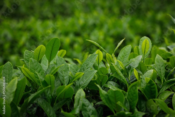 Fototapeta Green tea shoots grow in spring, China