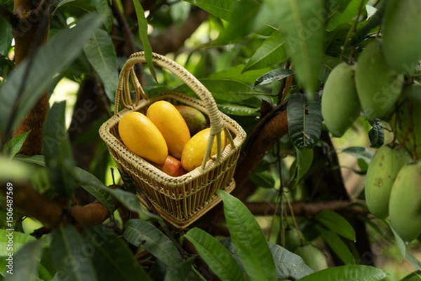 Obraz Fresh ripe mangoes in wicker basket on tree branch overhead view
