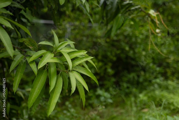 Obraz Fresh mango leaves background with copy space for text overlay