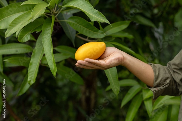 Obraz Farmer presenting golden ripe mango in palm with tree background