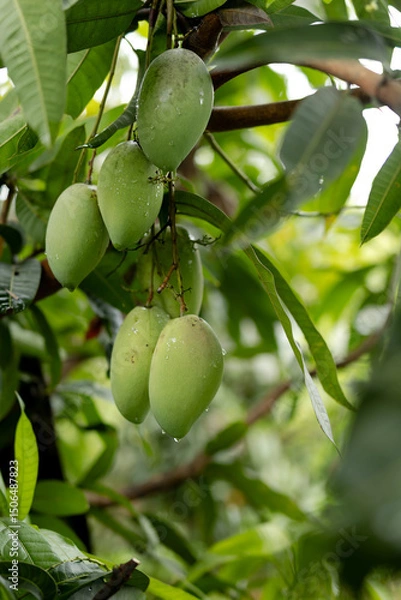 Obraz green mango hanging on tree at tropical orchard.