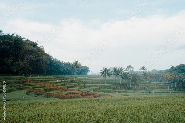 Fototapeta Rice terrace fields with some tall palm trees on cloudy conditions