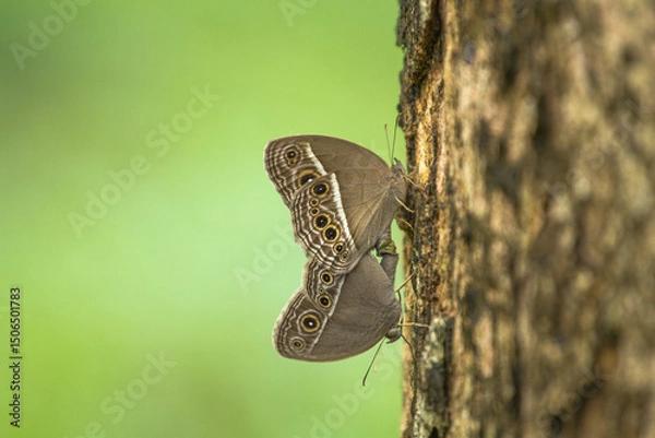 Fototapeta The butterfly is mating and resting on the tree.