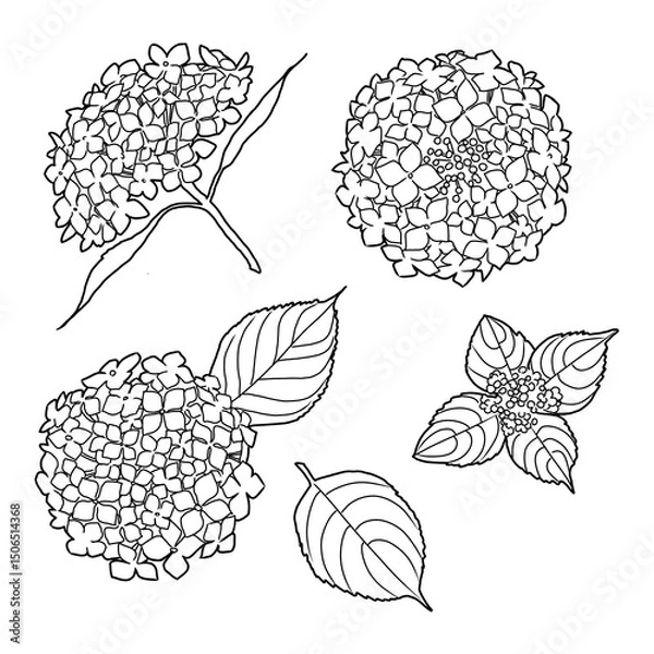 Obraz アジサイの線画イラスト素材	
