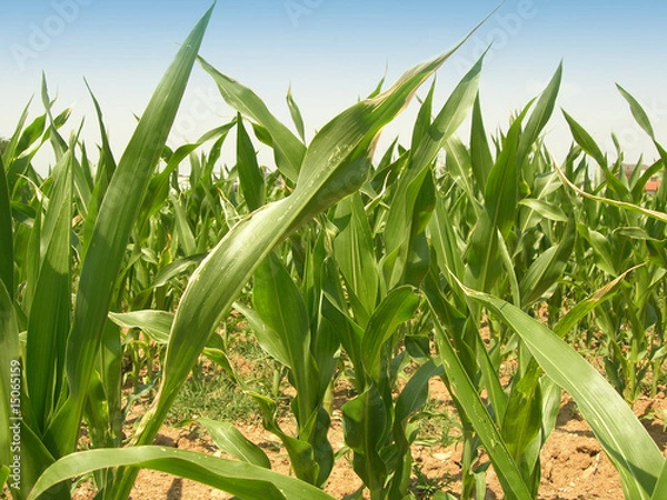 Fototapeta Campo di grano