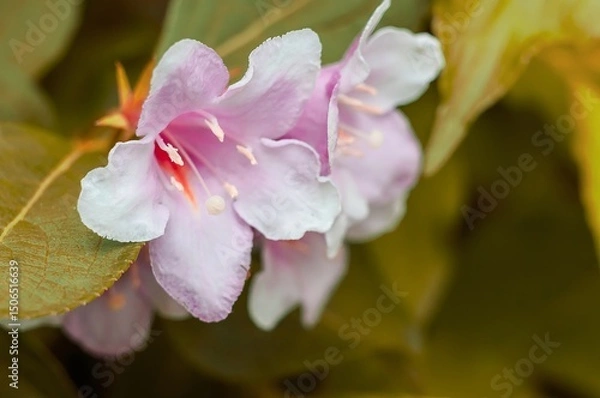 Fototapeta Delicate pink Weigela flowers bloom beautifully with a gentle touch, capturing nature's elegance in soft light.