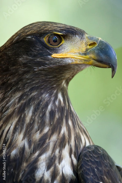 Obraz Scharfer Blick