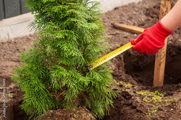 Fototapeta A gardener measures the width of an emerald green arborvitae before planting it in the prepared soil.