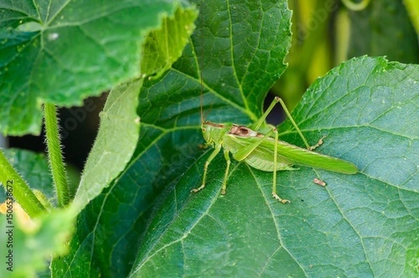 Fototapeta A vibrant green grasshopper perches gracefully on a large, textured leaf in a summer garden.