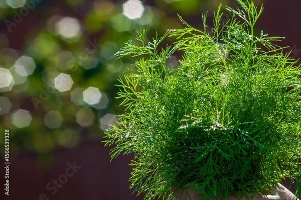 Fototapeta Fresh green dill herb glistens in the sunlight, with a soft bokeh background adding depth.